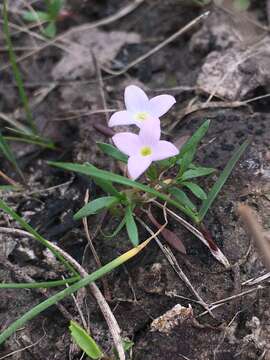 Image of rose bluet