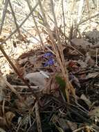 Image of Siberian squill