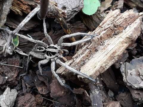 Imagem de Lycosa erythrognatha Lucas 1836