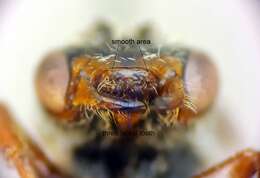 Image of Nomada panurgina Morawitz 1869