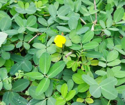 Слика од Arachis repens Handro