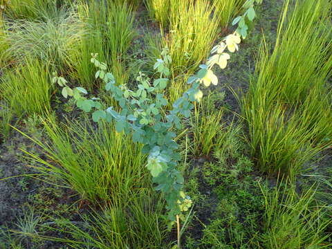 Image de Lespedeza hirta (L.) Hornem.