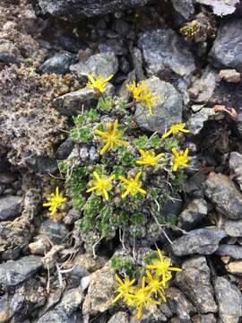 Image of Anadyr draba