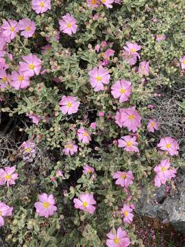 Imagem de Cistus parviflorus Lam.