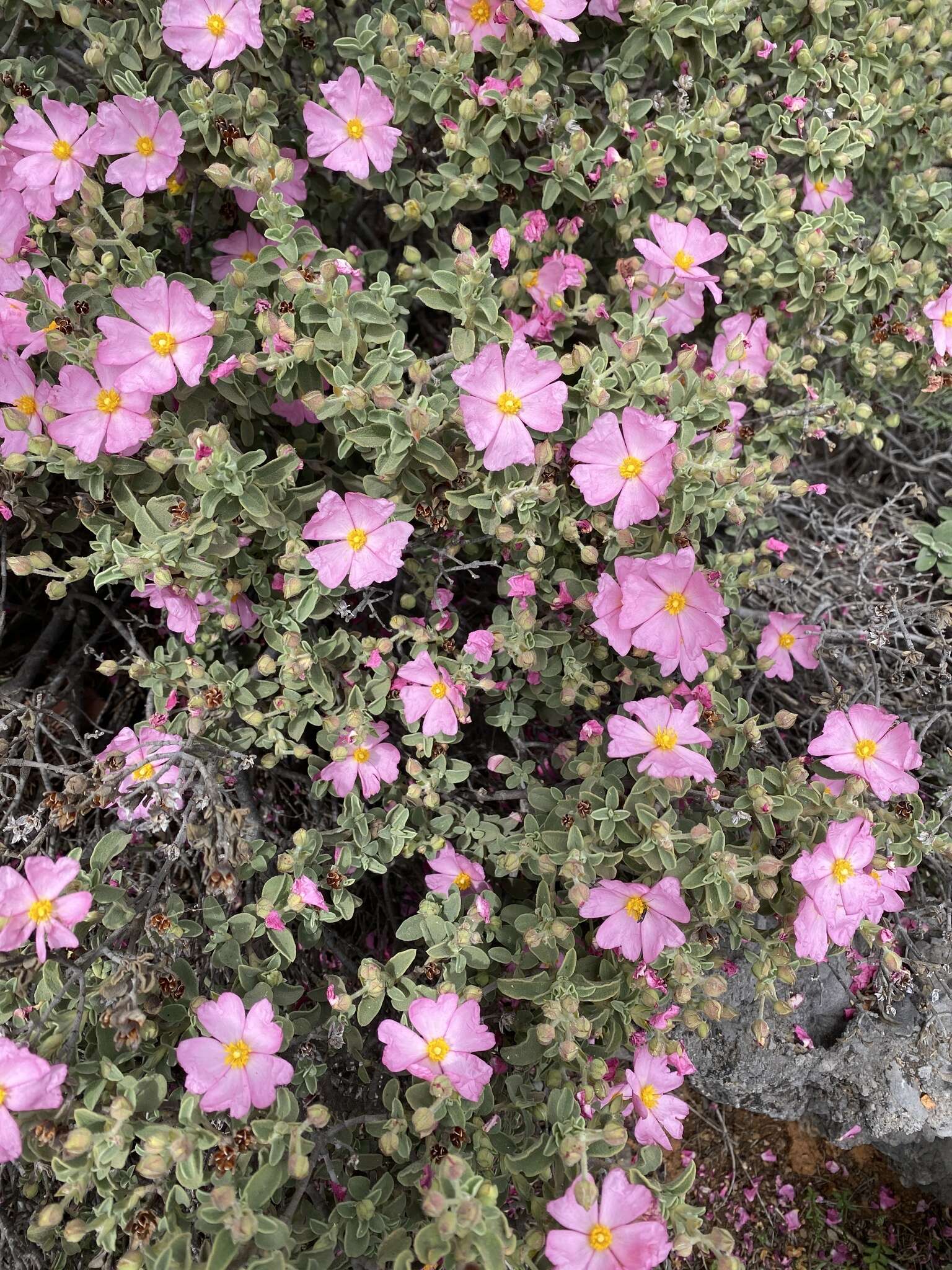 Image of Cistus parviflorus Lam.