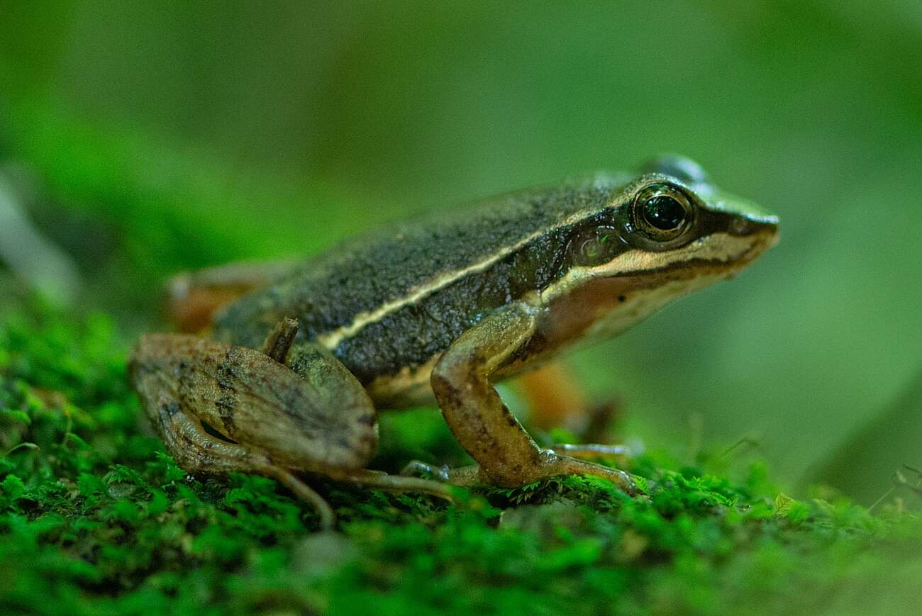 Image of Hylodes caete Malagoli, de Sá, Canedo & Haddad 2017