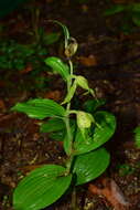 Image of Henry's Cypripedium