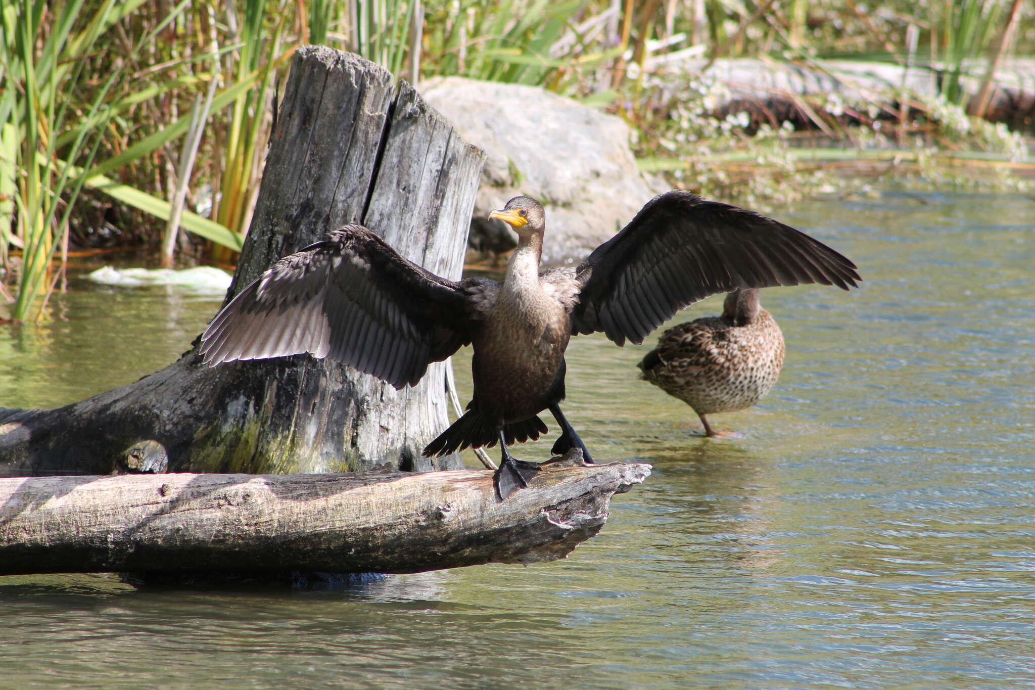 Plancia ëd Phalacrocorax auritus (Lesson & R 1831)