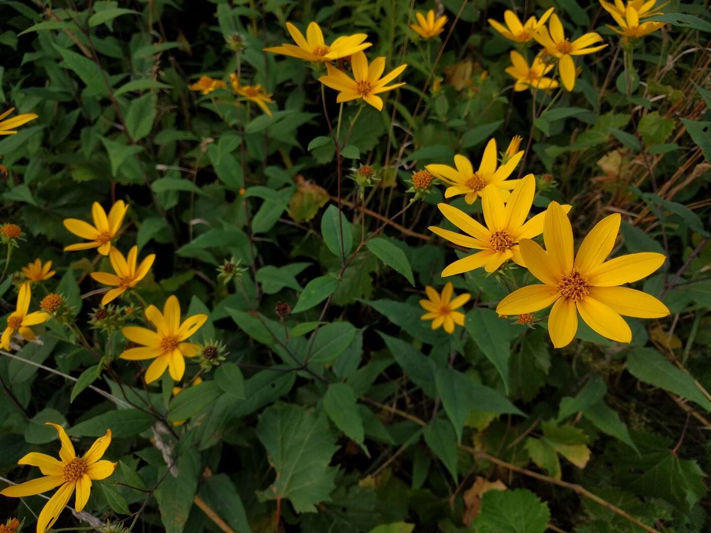 Image of Pale-Leaf Woodland Sunflower