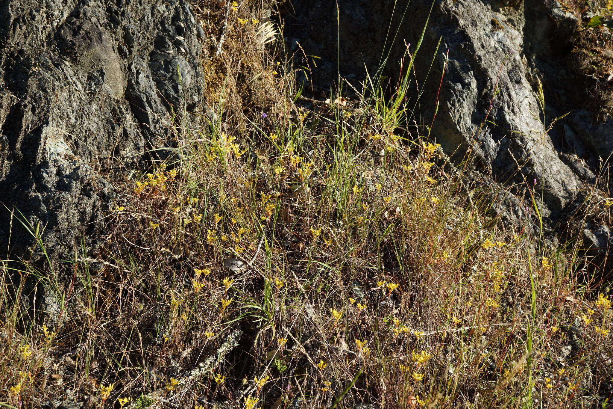 Image of Coast Range stonecrop