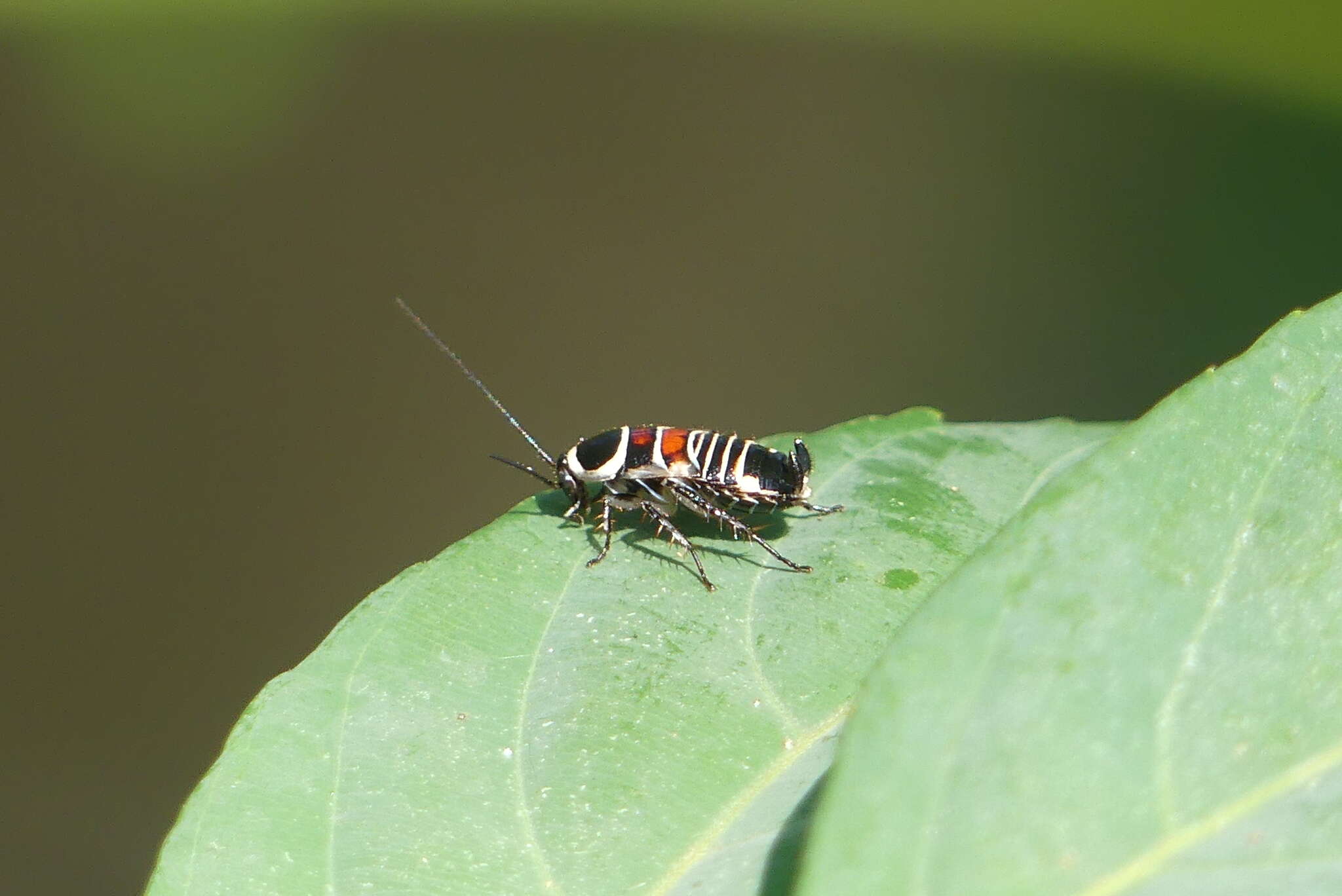 Image of Hemithyrsocera vittata (Brunner von Wattenwyl 1865)