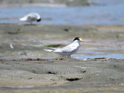 Image of Fairy Tern