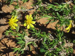 Image of Osteospermum microphyllum DC.