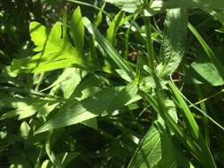 Image of Stachys hispida Pursh