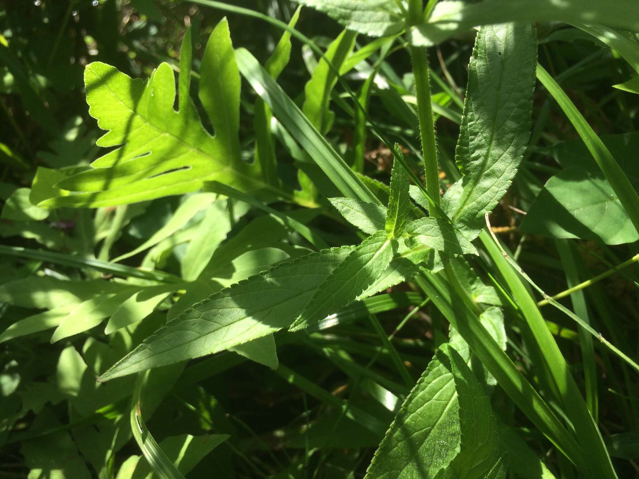 Image de Stachys hispida Pursh