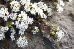 Image of Pimelea oreophila subsp. lepta C. J. Burrows