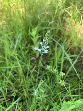 Image of Snowy orchid