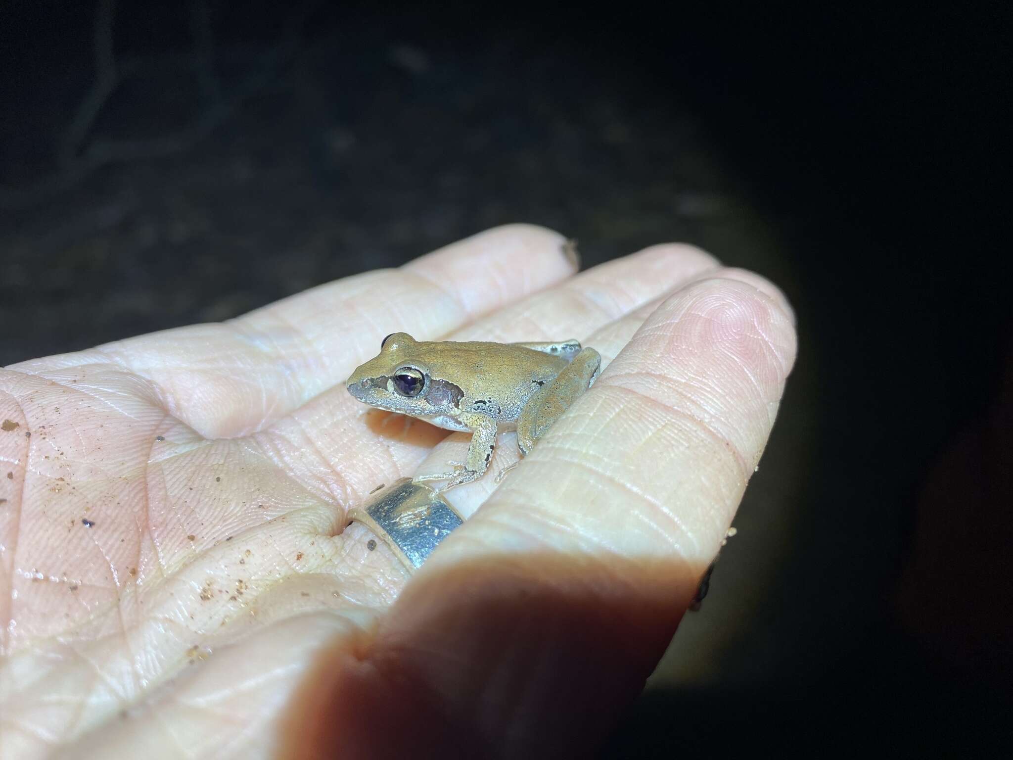 Image of Tornier’s Frog