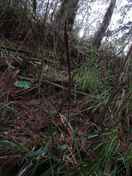 Image of Carex phleoides Cav.