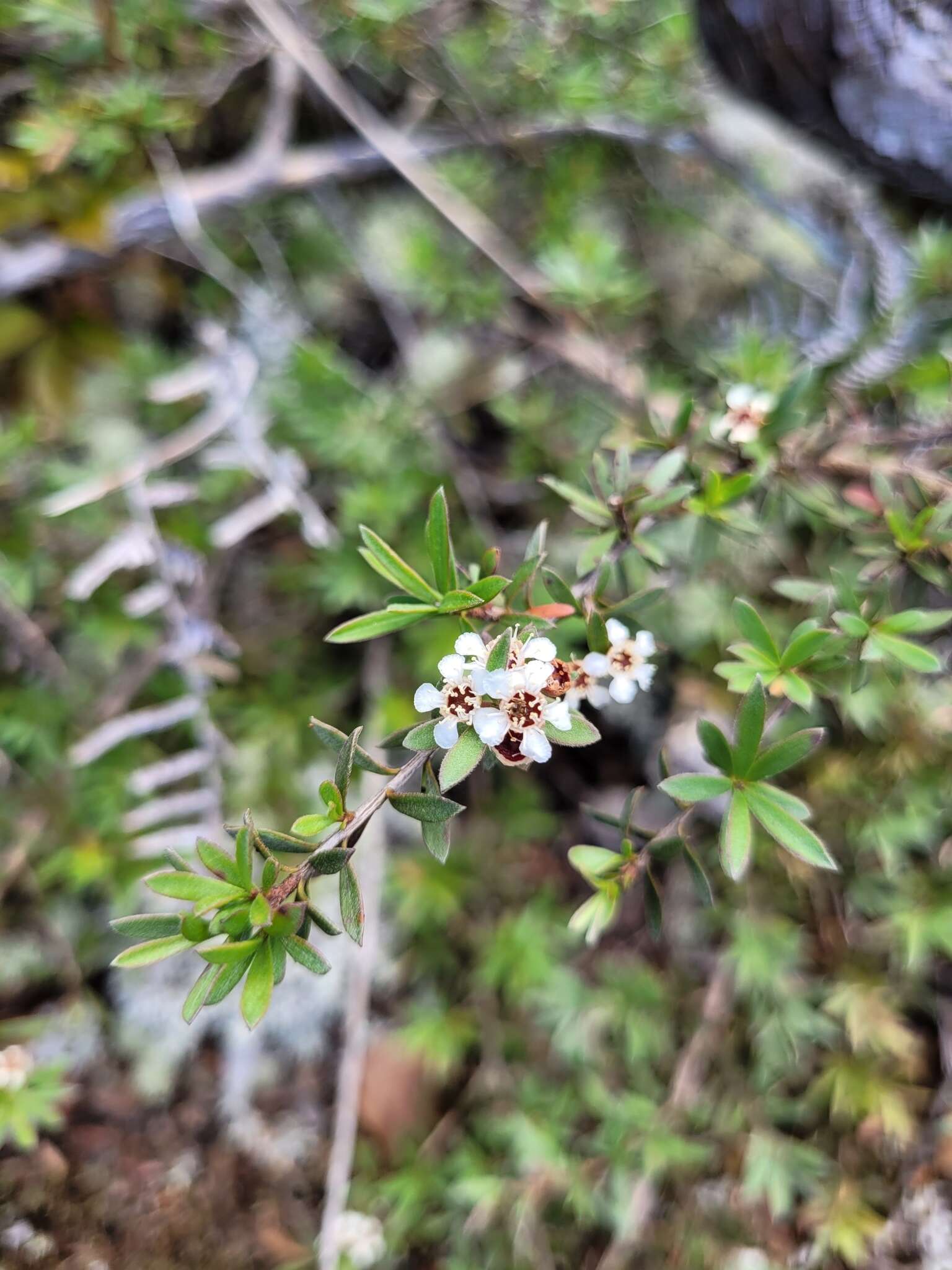 صورة Kunzea sinclairii (Kirk) W. Harris