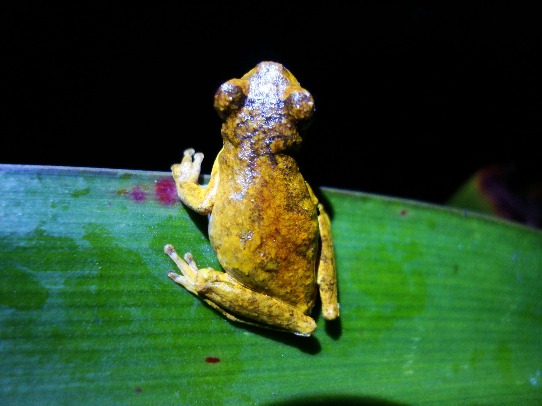 Imagem de Dendropsophus microps (Peters 1872)