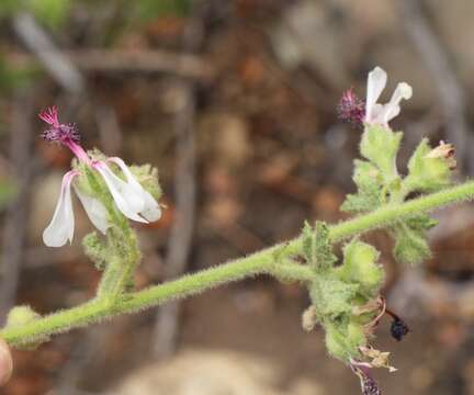 Image de Anisodontea reflexa (Wendl.) D. M. Bates