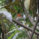 Image of Rufous-headed Parrotbill