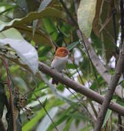 Image of Rufous-headed Parrotbill