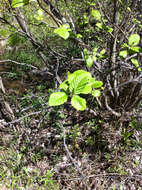 Sivun Alnus incana subsp. rugosa (Du Roi) R. T. Clausen kuva