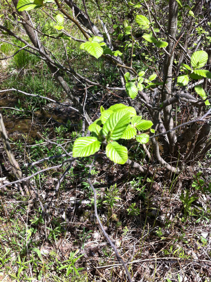 Imagem de Alnus incana subsp. rugosa (Du Roi) R. T. Clausen