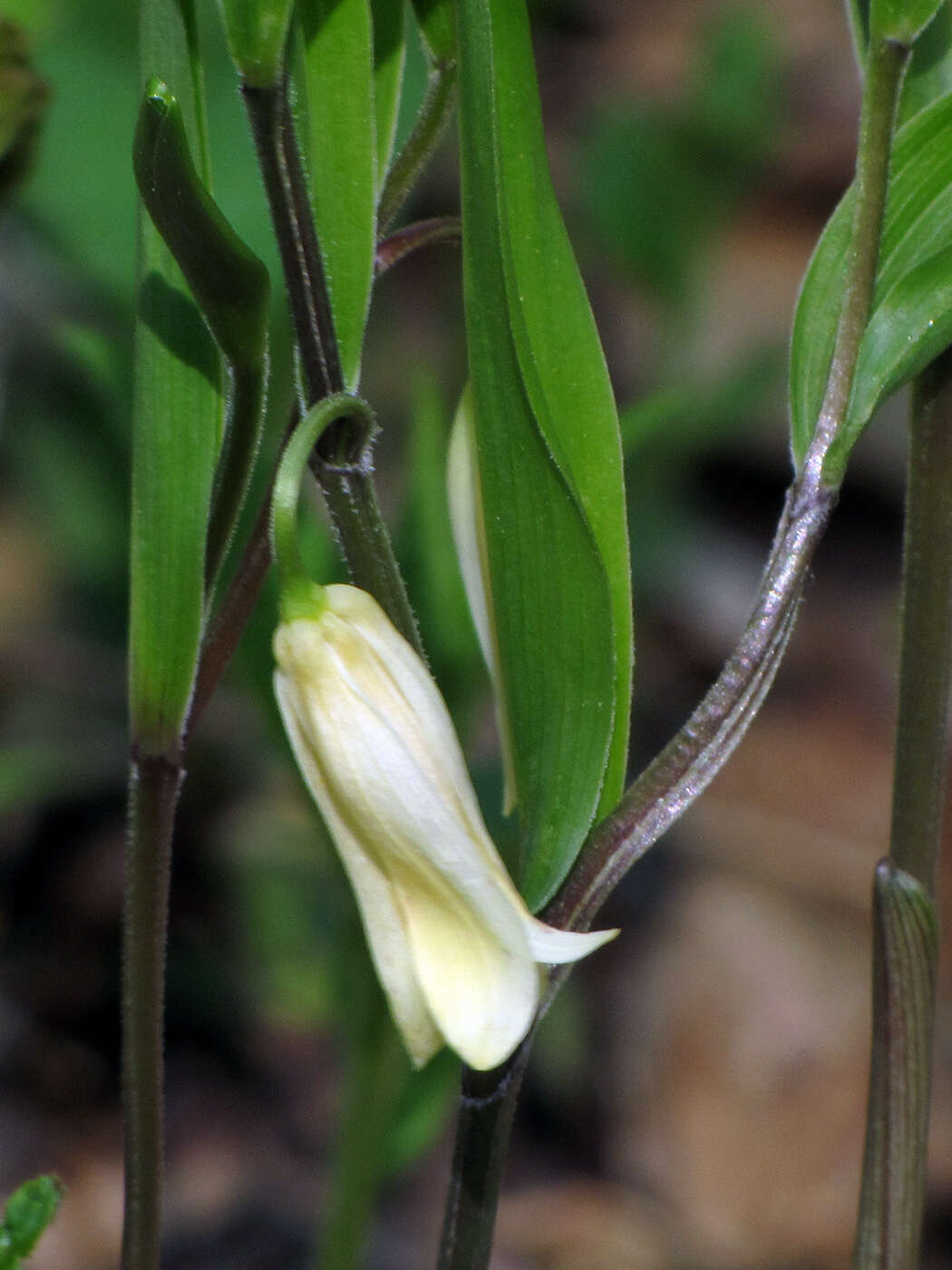 Image of mountain bellwort