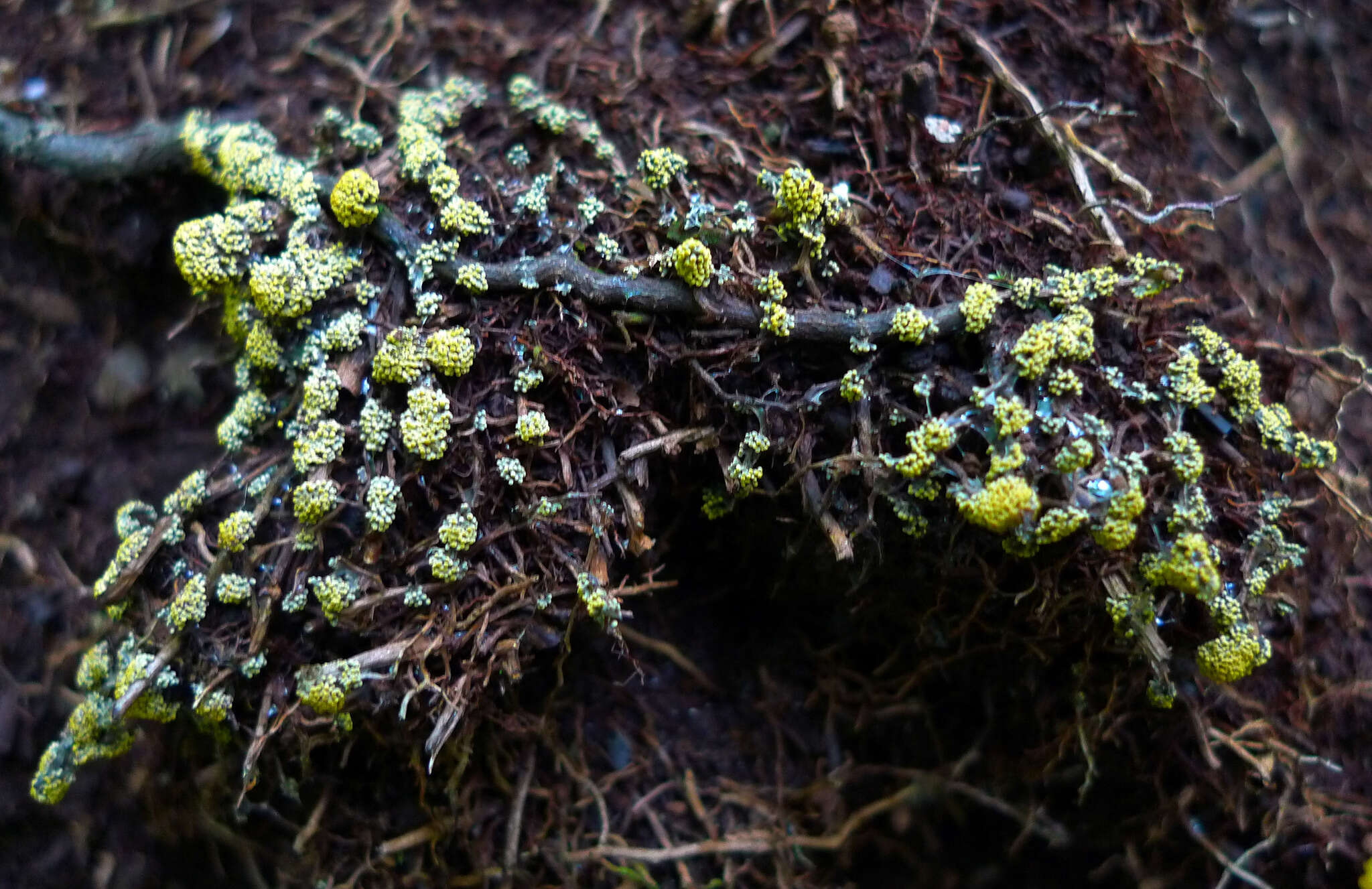 Image of Physarum virescens