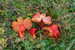 Sivun Hygrocybe splendidissima (P. D. Orton) M. M. Moser 1967 kuva