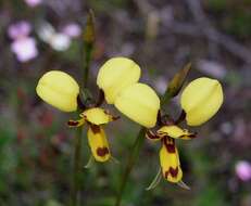 Plancia ëd Diuris laxiflora Lindl.