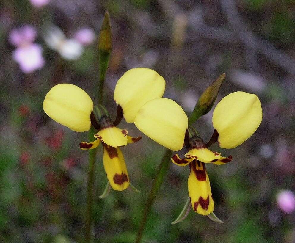 Plancia ëd Diuris laxiflora Lindl.