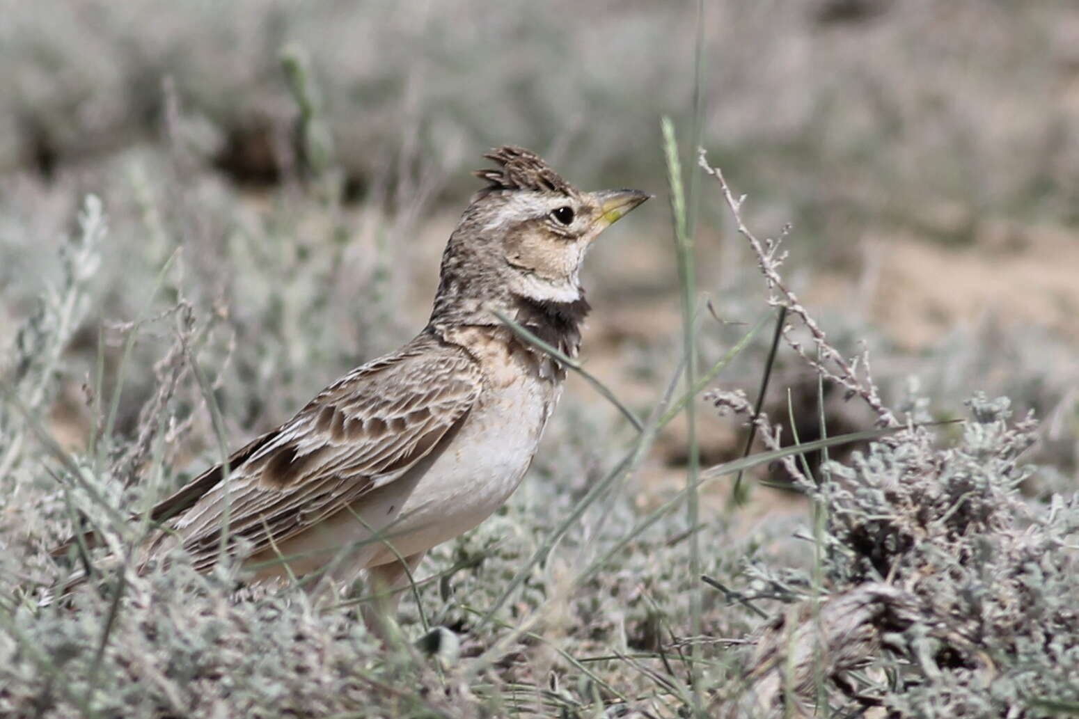 Image of Bimaculated Lark