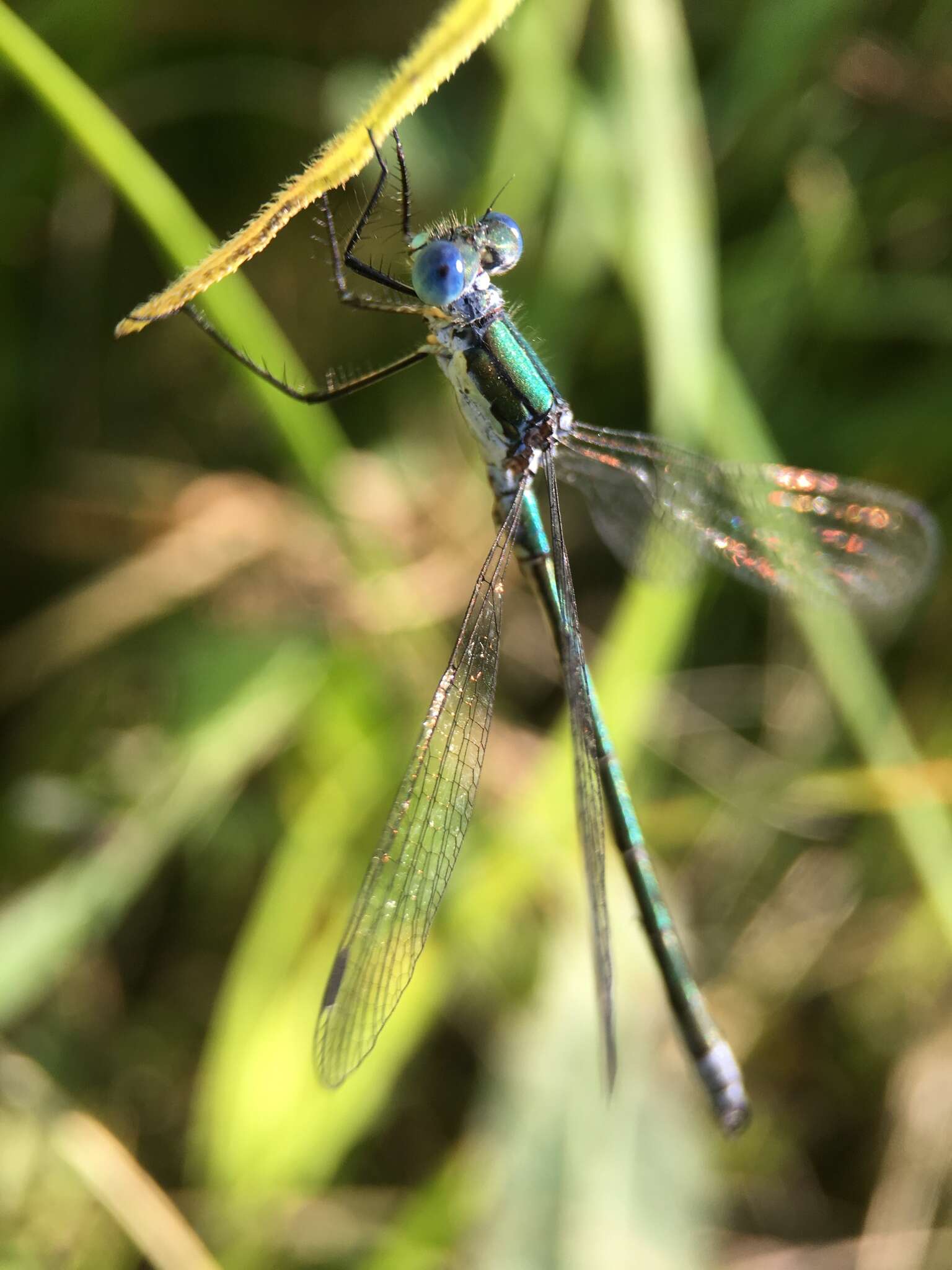 Image of Emerald Spreadwing