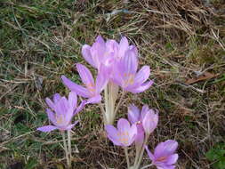 Image of Colchicum byzantinum Ker Gawl.