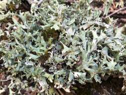 Image of Cladonia turgida Ehrh. ex Hoffm.