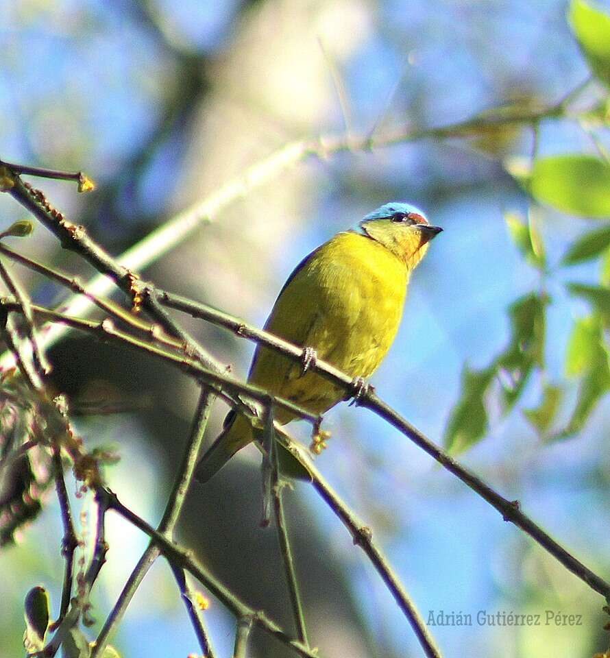 Chlorophonia elegantissima (Bonaparte 1838)的圖片