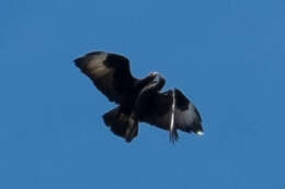 Image of Black Eagle