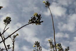 Plancia ëd Ipomoea pauciflora subsp. pauciflora