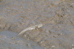 Image of Mud skipper