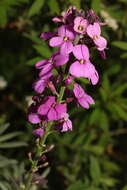 Image of Erysimum linifolium (Pers.) J. Gay