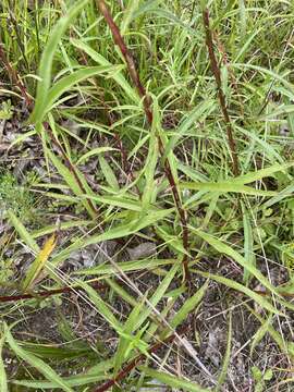 Image of Small's goldenrod