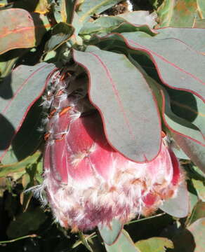 Image of bearded sugarbush