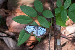 Image of Pareronia ceylanica (Felder & Felder (1865))