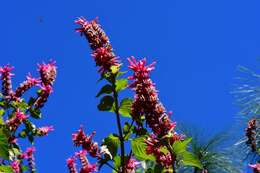 Image of Salvia wagneriana Pol.