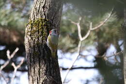 Image of Japanese Green Woodpecker