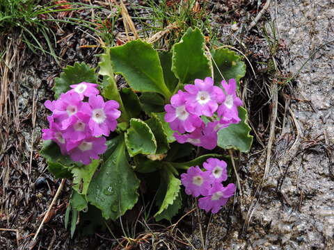 Image of Primula hirsuta All.